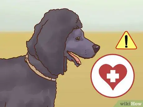 Image titled Care for a Poodle Step 11