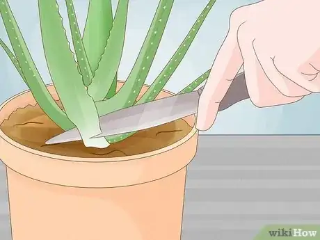 Image titled Care for Your Aloe Vera Plant Step 19