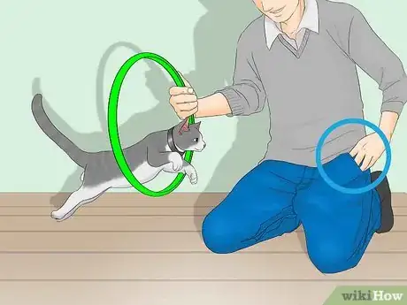 Image titled Train a Cat to Jump Through a Hoop Step 10