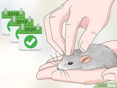 Image titled Choose Between a Pet Mouse or Pet Rat Step 6