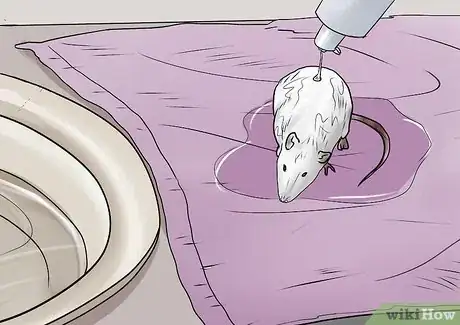 Image titled Bathe Your Pet Rat Step 6