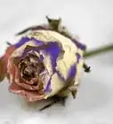 Dye Dried Roses