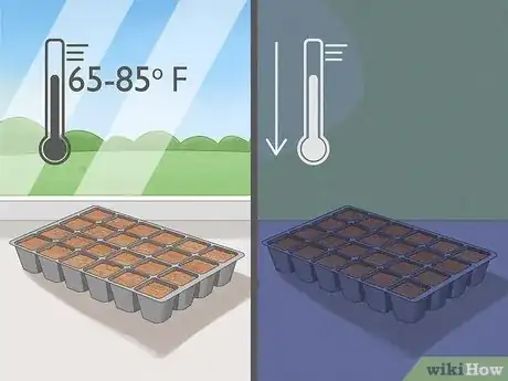 Image titled Grow Chamomile Step 6