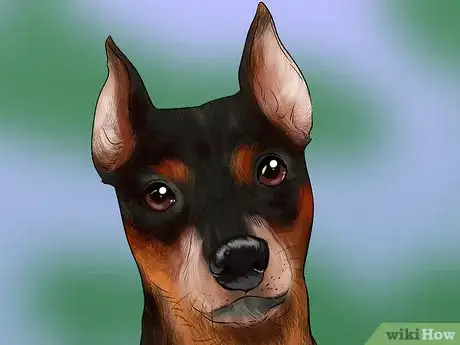 Image titled Identify a Miniature Pinscher Step 3