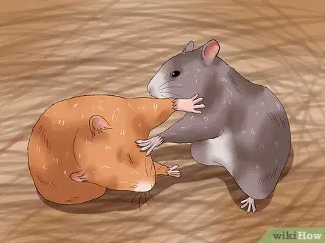 Image titled Get Hamsters to Stop Fighting Step 6