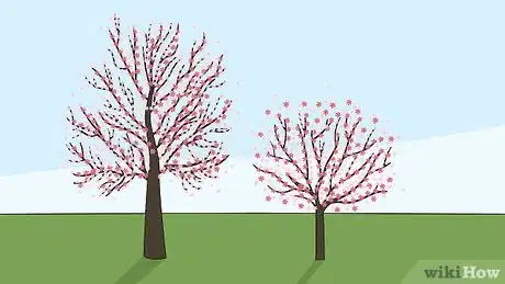 Image titled Grow a Cherry Blossom Tree Step 16