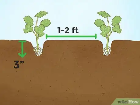 Image titled Grow Broccoli Step 11