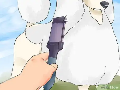 Image titled Blow Dry a Poodle Step 10