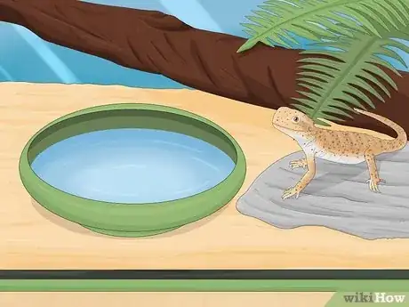 Image titled Give a Lizard a Bath Step 1