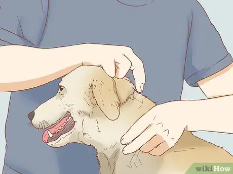 Image titled Remove Sticky Barbed Seeds from Your Dog's Fur Coat Step 1