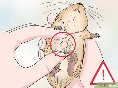 Image titled Spot and Treat Scent Gland Tumors in Gerbils Step 2