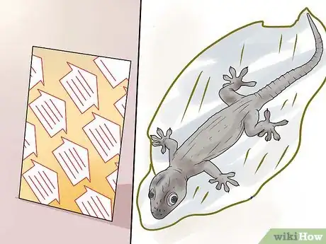 Image titled Get Rid of Common House Geckos Step 3