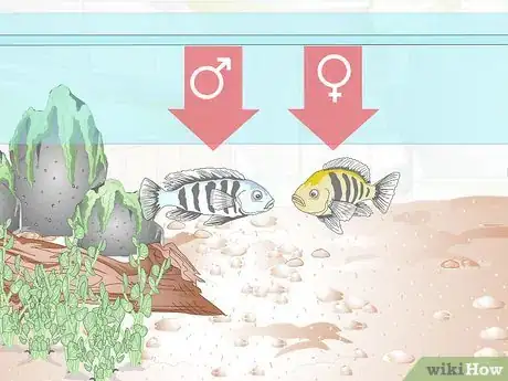 Image titled Breed Malawi Cichlids Step 5