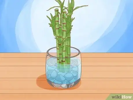 Image titled Take Care of Lucky Bamboo Step 3