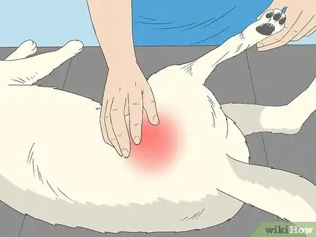 Image titled Tell if Your Dog Is Having a Medical Emergency Step 17