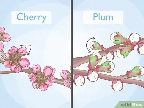 Image titled Tell the Difference Between Plum Blossoms and Cherry Blossoms Step 2