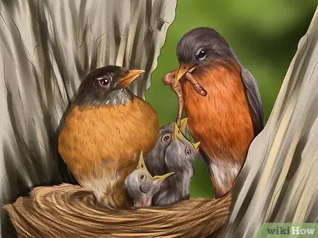 Image titled Tell a Male Robin from a Female Robin Step 3