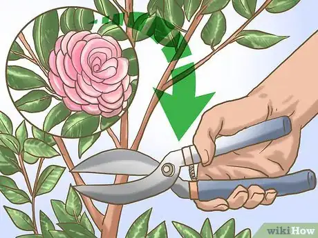 Image titled Prune Camellia Step 1