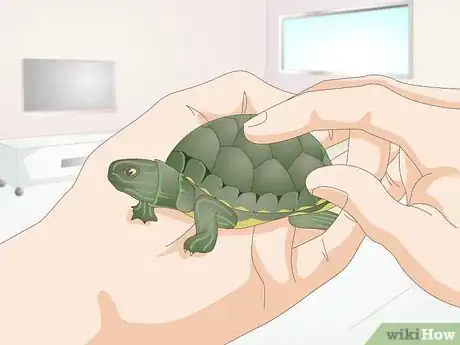 Image titled Feed a Baby Turtle Step 8