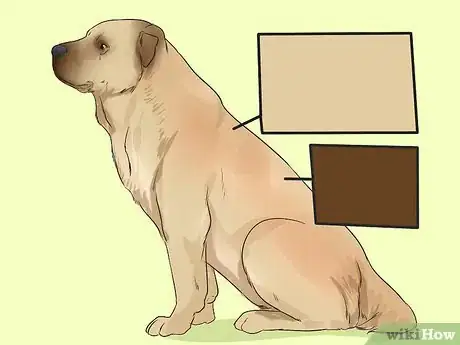 Image titled Identify a Kangal Dog Step 5