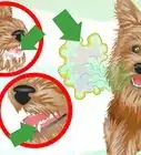 Keep Your Yorkie's Teeth Clean