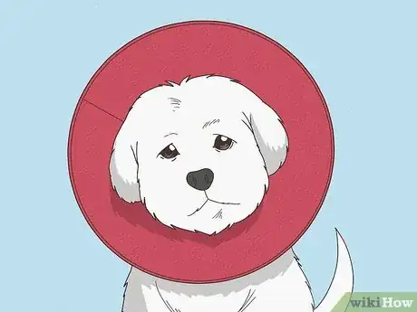 Image titled Make a Dog Cone Step 1