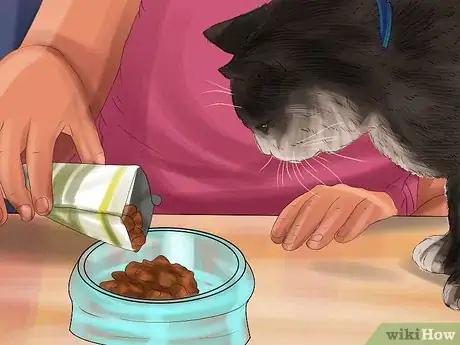 Image titled Encourage Your Cat to Eat Step 2