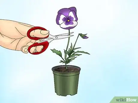 Image titled Make Pansies Bloom Again Step 2