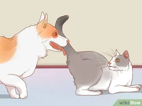 Image titled Protect Your Cat's Eyes Step 3