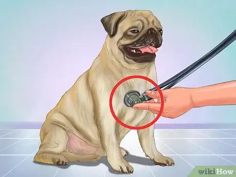 Image titled Live with a Pug Dog Step 10