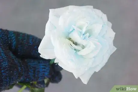 Image titled Create Blue Roses Step 13