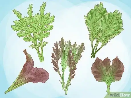 Image titled Grow Mustard Greens Step 1