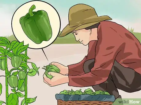 Image titled Grow Green Bell Peppers Step 13