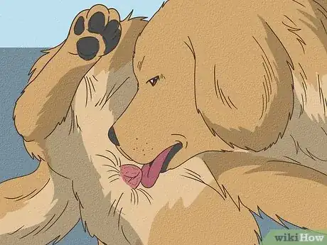 Image titled Know if Your Female Dog Is Ready to Breed Step 4