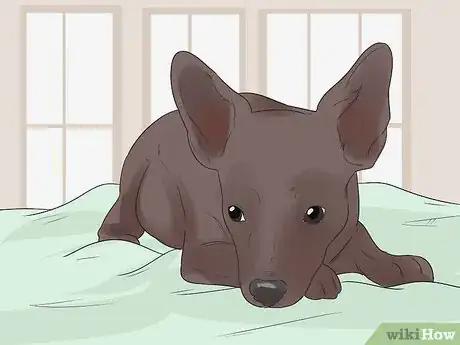 Image titled Help Your Chihuahua During Labor Step 9