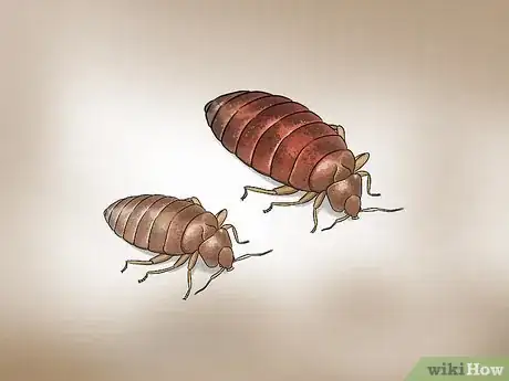 Image titled Check for Bedbugs Step 2