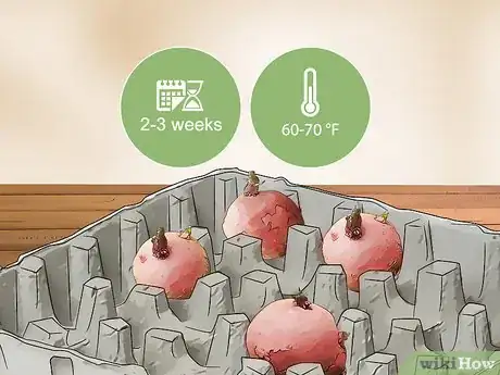 Image titled Grow Red Potatoes Step 3