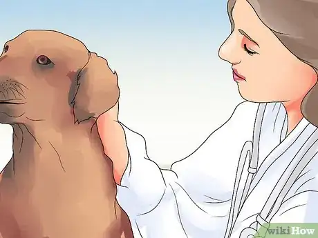 Image titled Recognize Bloat in Dogs Step 11