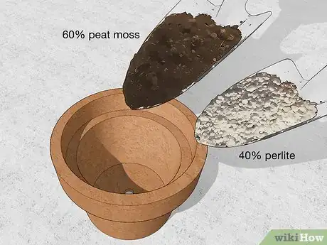 Image titled Grow a Rudraksha Tree Step 3