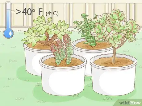 Image titled Grow Succulents Outdoors Step 1