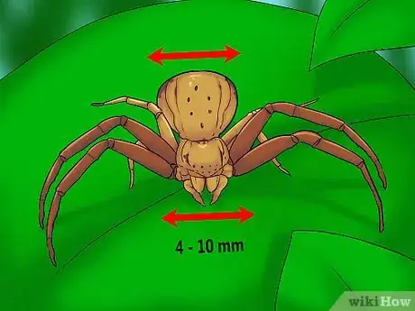 Image titled Identify a Crab Spider Step 4