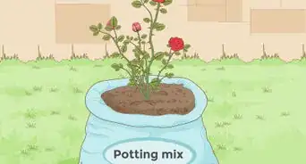 Prepare Soil for Roses