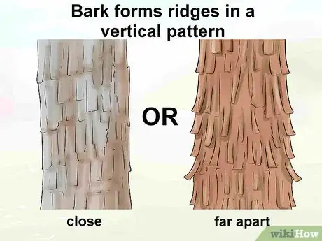 Image titled Identify Hickory Trees Step 3