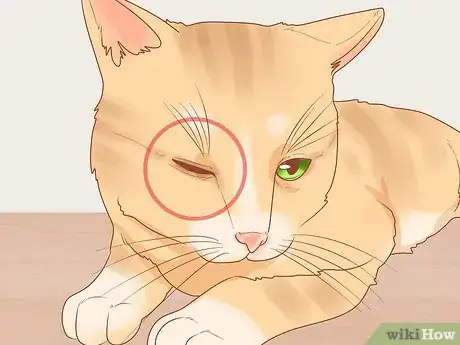 Image titled Protect Your Cat's Eyes Step 8