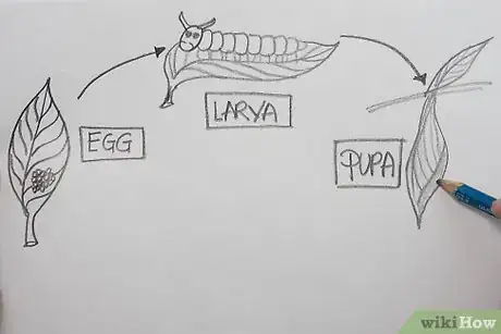 Image titled Make a Drawing That Shows Parts of a Butterfly's Life Cycle Step 3