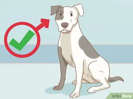 Image titled Care for a Dog Before, During, and After Pregnancy Step 1