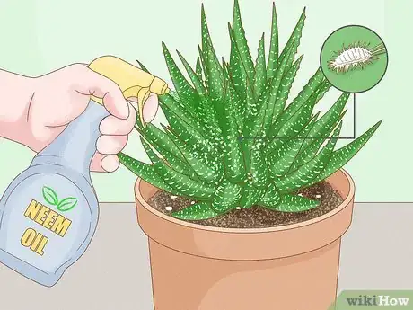 Image titled Care for a Zebra Succulent Step 11