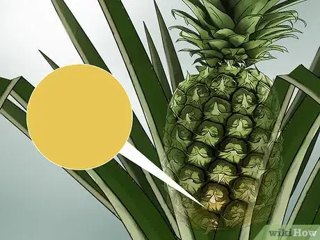 Image titled Harvest Pineapple Step 2