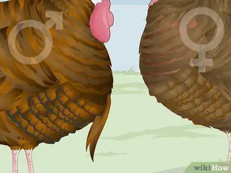 Image titled Sex Turkeys Step 8