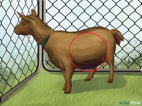 Image titled Raise Nigerian Dwarf Goats Step 11